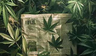Journal ouvert sur le cannabis et le CBD